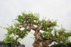 养花有诀窍（了解雀梅的养护方法，选对肥料让花儿开得更艳）