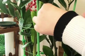 以多肉摇钱树怎么扦插为主题的多肉种植技巧（掌握摇钱树扦插的关键步骤，打造多肉盆栽小金库）