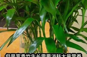 如何养护富贵竹盆栽（从选种到养护，打造美丽家居绿植）