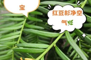 红豆杉叶子黄了，该如何处理？（保护红豆杉健康生长的关键措施与方法）