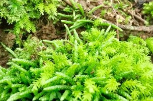青苔养护宝典（掌握关键技巧，打造路边清新绿意）