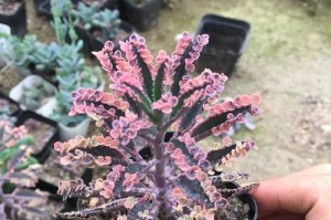 以落地生根（探寻植物烂叶子的原因和解决方法）