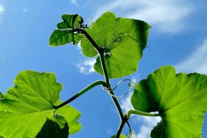 南瓜，秋天的宝藏（从历史到营养，全面了解南瓜）