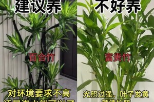 花卉小盆栽的养殖技术全解析（从选择品种到日常管理，打造美丽的室内花园）