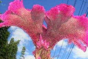 红豆山花的浇水方法（如何科学地给红豆山花浇水？）