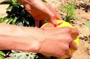 西瓜籽的养殖与管理技巧（快速掌握西瓜籽的种植要点，实现丰收）