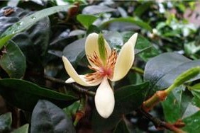 含笑花的养殖与注意事项（打造高雅自然的庭院花园，让含笑花为你点缀）