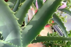芦荟种在院里冬天会冻死吗？（冬季芦荟保养小技巧，）