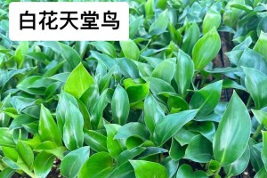天堂鸟花苗的养护技巧（如何正确养护天堂鸟花苗）
