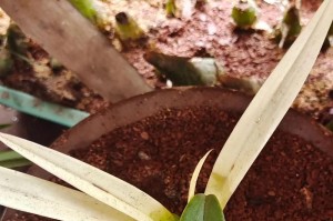 兰草养护技巧（兰草浇水和养护要点）