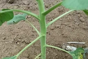 如何处理葵花腐盘问题（葵花腐盘的原因、预防与治理措施）