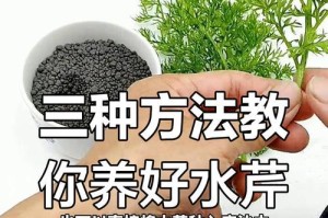 水芹菜种植时间和方法详解（打造优质水芹菜的秘诀，轻松掌握种植方法）