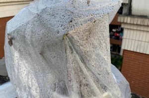 裸根月季的种植指南（了解裸根月季的优势与种植技巧，打造美丽花园）