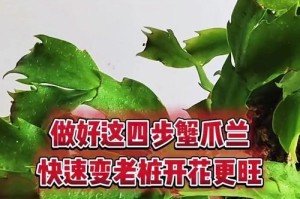 蟹瓜兰的修剪技巧（蟹瓜兰花期过后的修剪方法及注意事项）