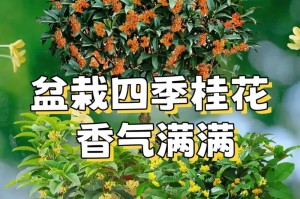 冬季桂花的养殖方法（如何在寒冷的冬季中养护桂花）