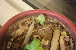 如何挽救叶子发黄的文竹（有效护理秘籍，恢复文竹健康）