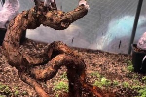 秋季嫁接月季的技巧与方法（掌握嫁接月季的关键，打造美丽花园）