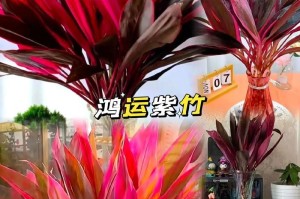 水培红紫竹的养殖技巧（掌握关键步骤，打造水培红紫竹绿意盎然的家居环境）