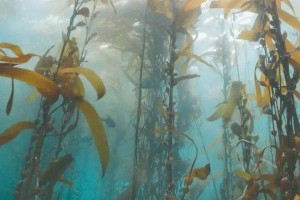 深入了解海藻——一种神奇的海洋植物（探秘海藻的生长、作用与营养价值）