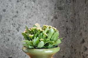 如何移盆长寿花？（移盆后的浇水技巧、）
