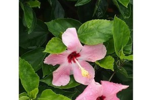 扶桑花叶子发黄发干的原因和解决方法