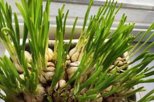 在花盆中种植蒜瓣的方法（轻松学会种植蒜瓣，享受新鲜香味）