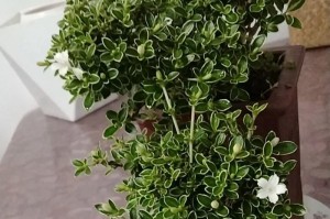 花蕾凋零的原因及家庭养花的解决办法（探寻家庭养花失败的根源，助您拯救每一朵花蕾）