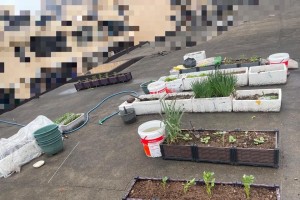 黄果兰的科学施肥方法（优化土壤养分、提高生长质量）