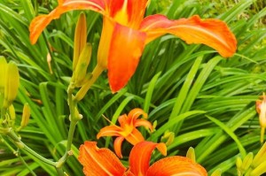 以黄花菜的叶子为主题的绘画艺术探索（自然美感的印象与想象力的迸发）