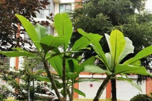 盆栽鸡蛋花的养护技巧（打造迷人花园，从养护鸡蛋花开始）