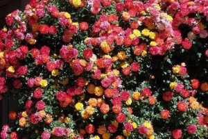 楼上养什么花好？（了解楼上花园，打造美丽生活）