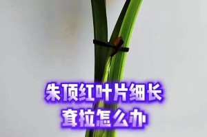 怎样处理朱顶红叶子发黄的问题（教你如何恢复朱顶红的绿意盎然）