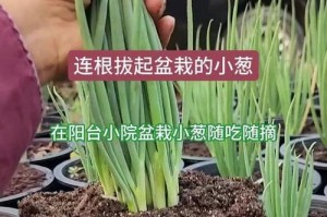 花盆里的葱为何不长？（探究种植环境和管理技巧对葱生长的影响）