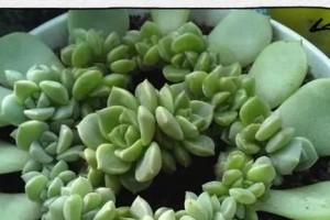 以叶插化水，简单易行的植物繁殖方法（快速繁衍你的绿色世界，轻松一叶插水，触手可及的绿植繁殖技巧）