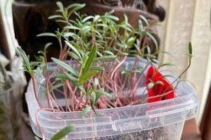 以波斯菊发芽种植盆景的技巧（如何利用波斯菊发芽美化家居空间）