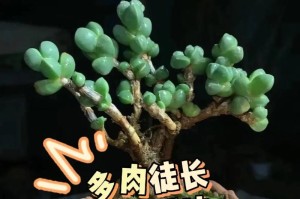 如何解决玻璃海棠花的过度生长问题（有效控制玻璃海棠花徒长的方法与技巧）