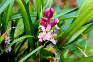 吉祥草养殖水里的养护技巧（打造繁茂欣欣向荣的水上庭园）