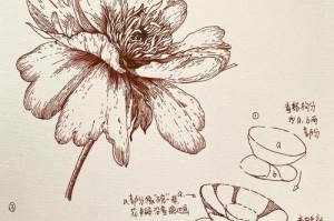 芍药修剪方法大全（芍药修剪技巧、芍药修剪步骤、芍药修剪时间、芍药修剪工具）