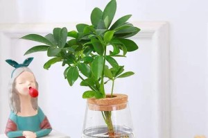 如何养护鸭脚木盆栽？（掌握鸭脚木盆栽的养殖技巧，打造独特的室内绿色空间）
