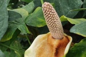 合果芋叶子软了怎么办（合果芋叶子变软的原因及处理方法）