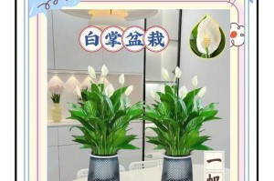 红掌花变白色的奇妙变化（探索红掌花变白色的原因及方法）