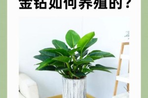 金钻叶子的小生长问题及解决办法（如何帮助金钻叶子正常生长？）