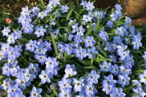 花韭盛放之时（解读花韭的开花时间及美丽魅力）