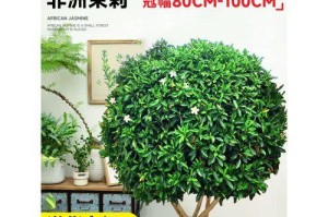 如何分盆容易成活的非洲茉莉养护技巧（从分盆、浇水到日常护理，这些关键要点你不能错过）