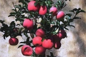 盆栽苹果树的修剪技巧（打造健康繁茂的盆栽苹果树，让你轻松享受果实的滋味）