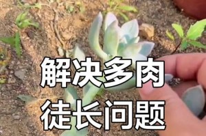如何避免多肉植物过度伸长（多肉植物的养护技巧与方法）