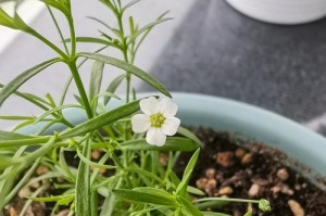满天星种植全攻略（了解满天星的种植方法和注意事项，让你轻松栽培）