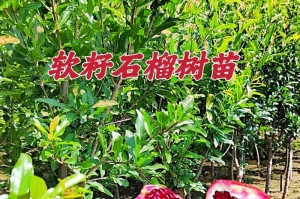 如何成功种植石榴树（掌握关键技巧，丰收甜美石榴）