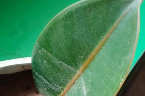如何处理老化掉叶的橡皮树（保养方法，树叶管理和常见问题解决）