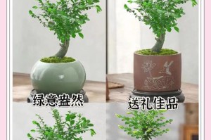 小叶紫檀花卉的养殖技巧（打造繁花似锦的紫檀花园）